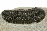 Bargain Austerops & Morocops Trilobite Fossils - 2 to 3" - Photo 7